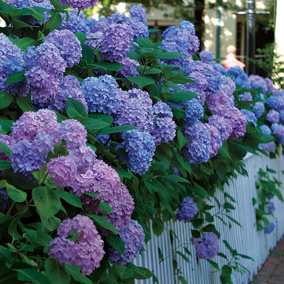 Why Southerners Will Always Love Hydrangeas