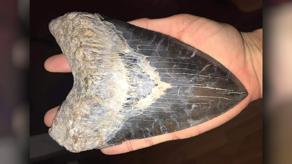 South Carolina fossil hunter's dreams come true with huge megalodon tooth