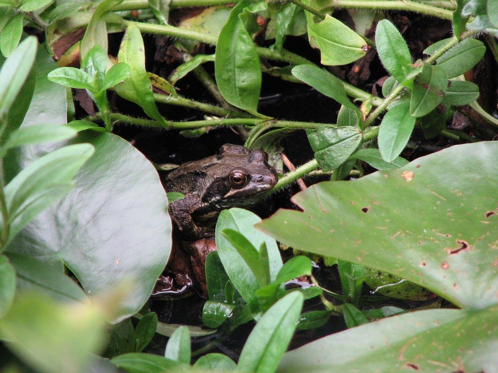 Frog Friendly Gardens: Tips For Attracting Frogs To The Garden
