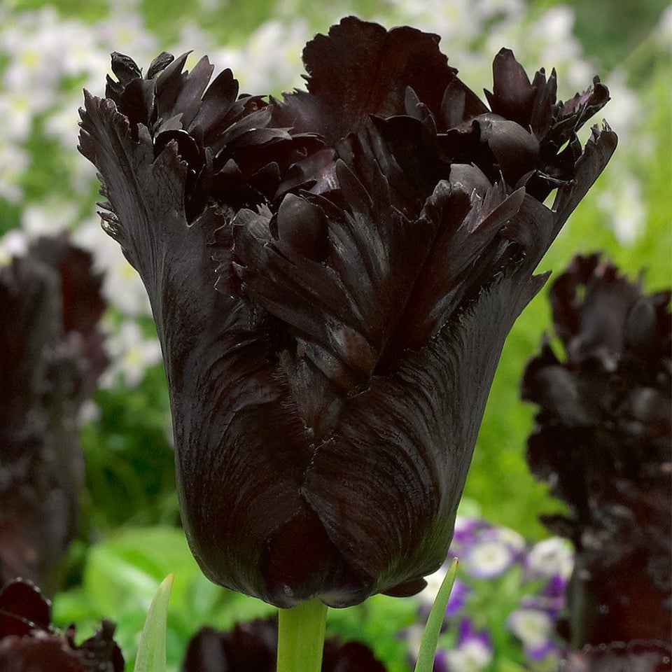 Halloween Inspired Horticulture- Plants That Bring Out The Halloween Spirit