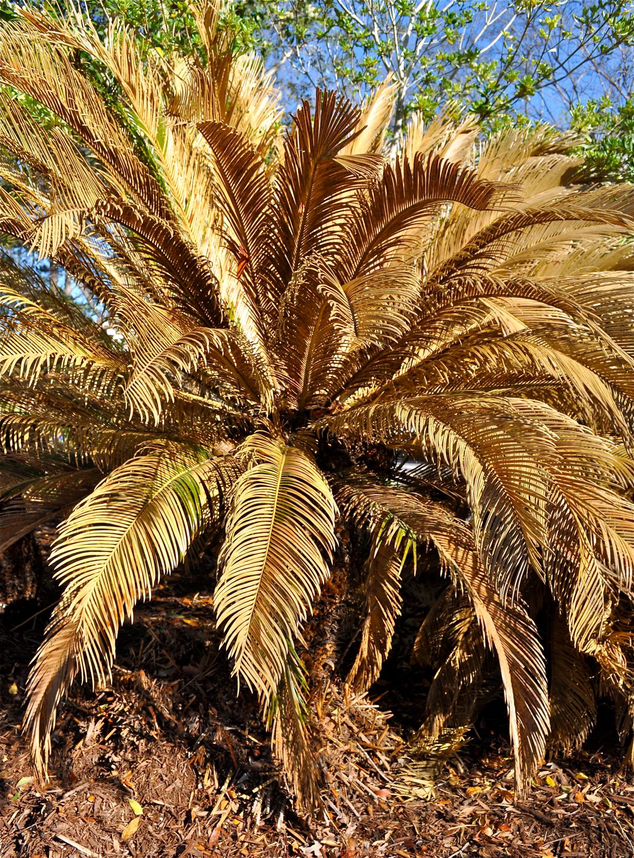 Sago Palms Can Be Deadly for Family Pets