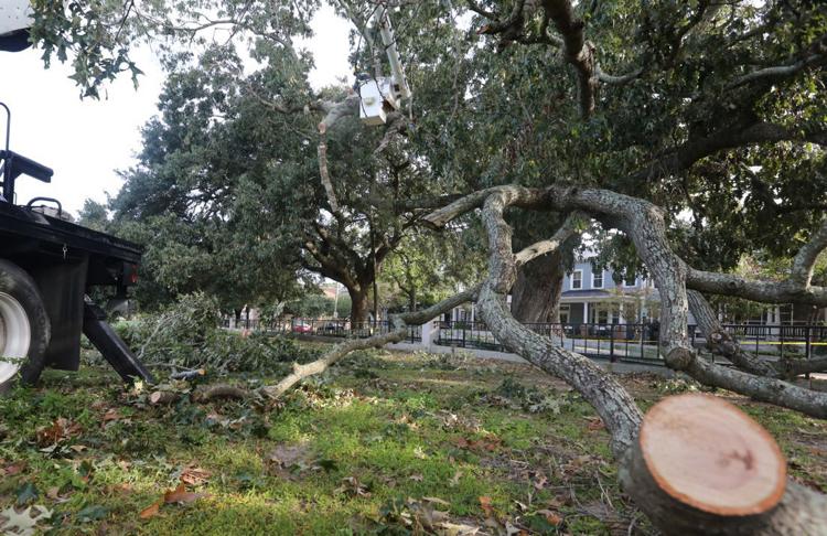 One of Downtown Charleston's Largest and Most Visible Trees is Coming Down