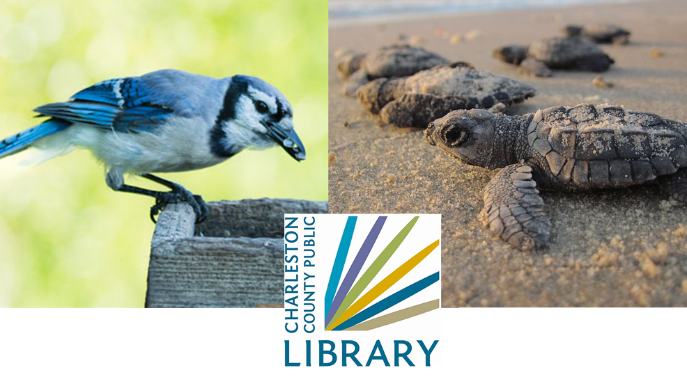 Lowcountry Family Fun: Charleston County libraries offering free entry to state parks with exploration kits