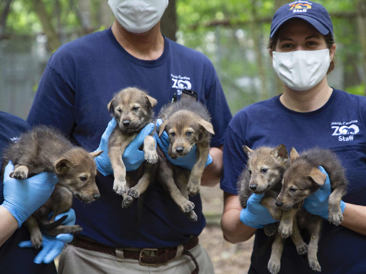 How the North Carolina Zoo  Looks After Red Wolf Puppies