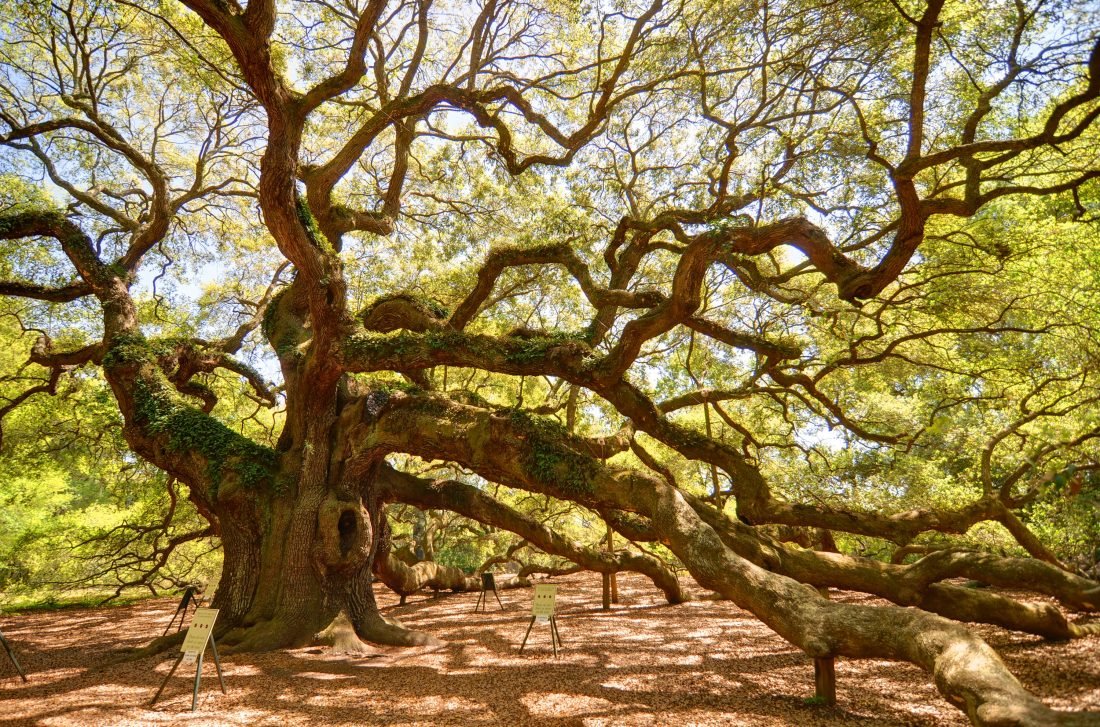 Ten Storied Southern Trees