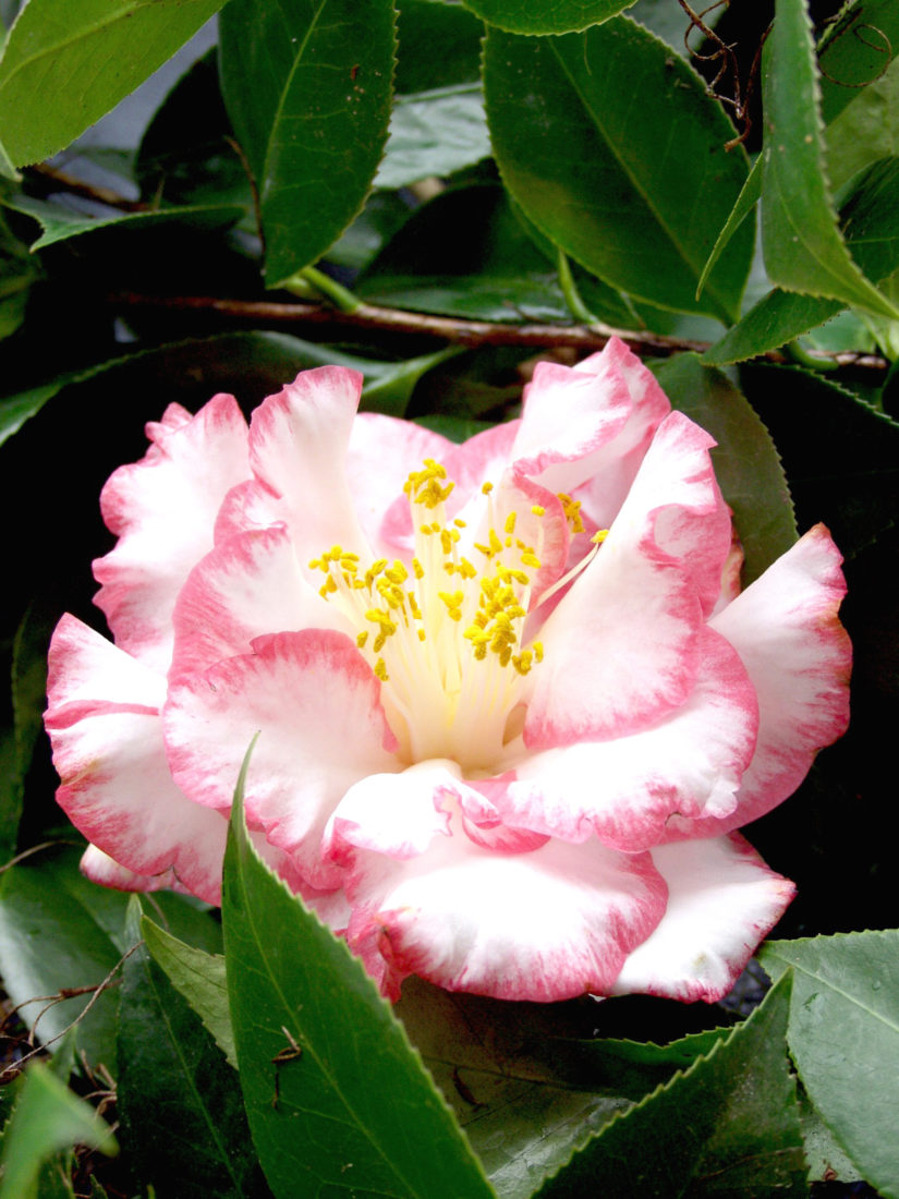 Where to See the South's Best Camellias