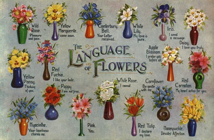 Flower Meanings: The Language of Flowers