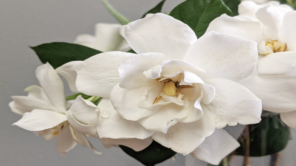 A History of the Gardenia