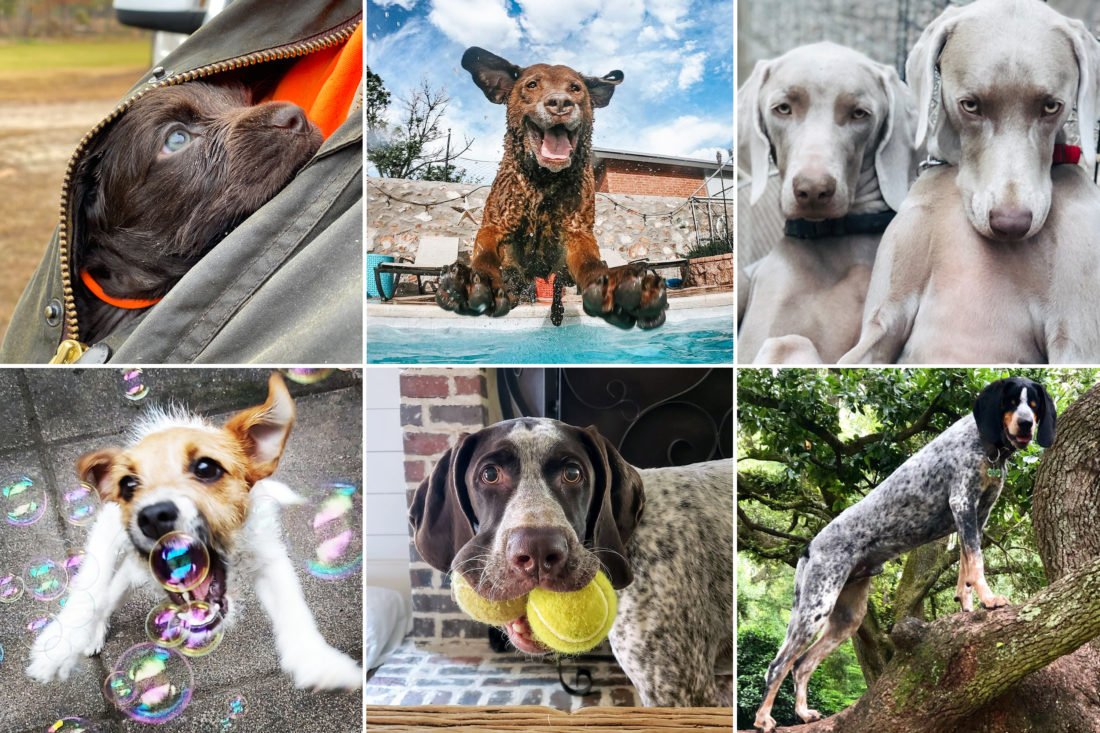 Meet the Winners of the 2020 Good Dog Photo Contest