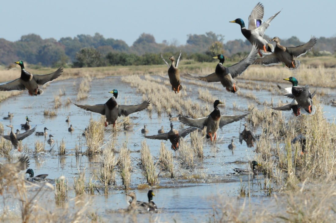 Why Eastern Mallards Need Help