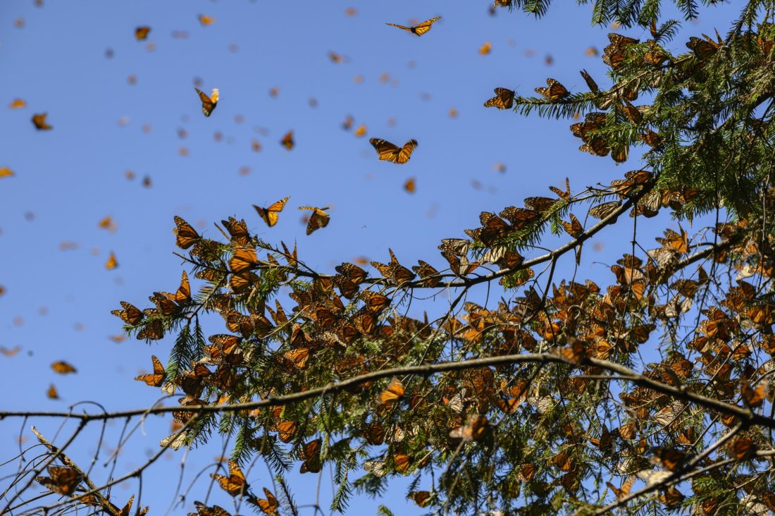 Giving Monarch Butterflies a Wing Up