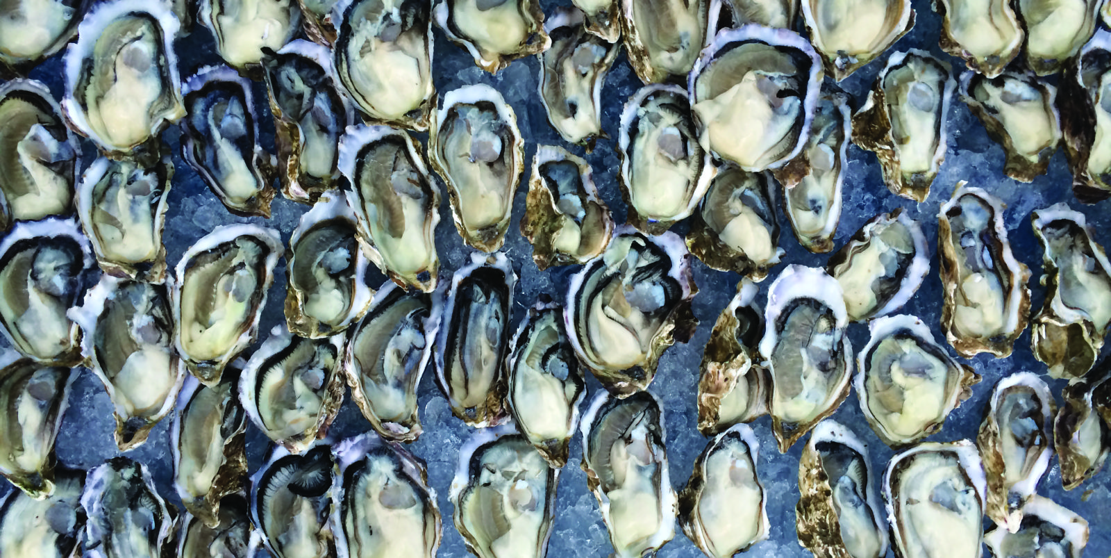 A Field Guide to Southern Oysters