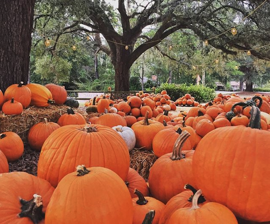 Pumpkin Patches in Charleston