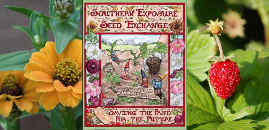 Seed Picks for Your Southern Garden