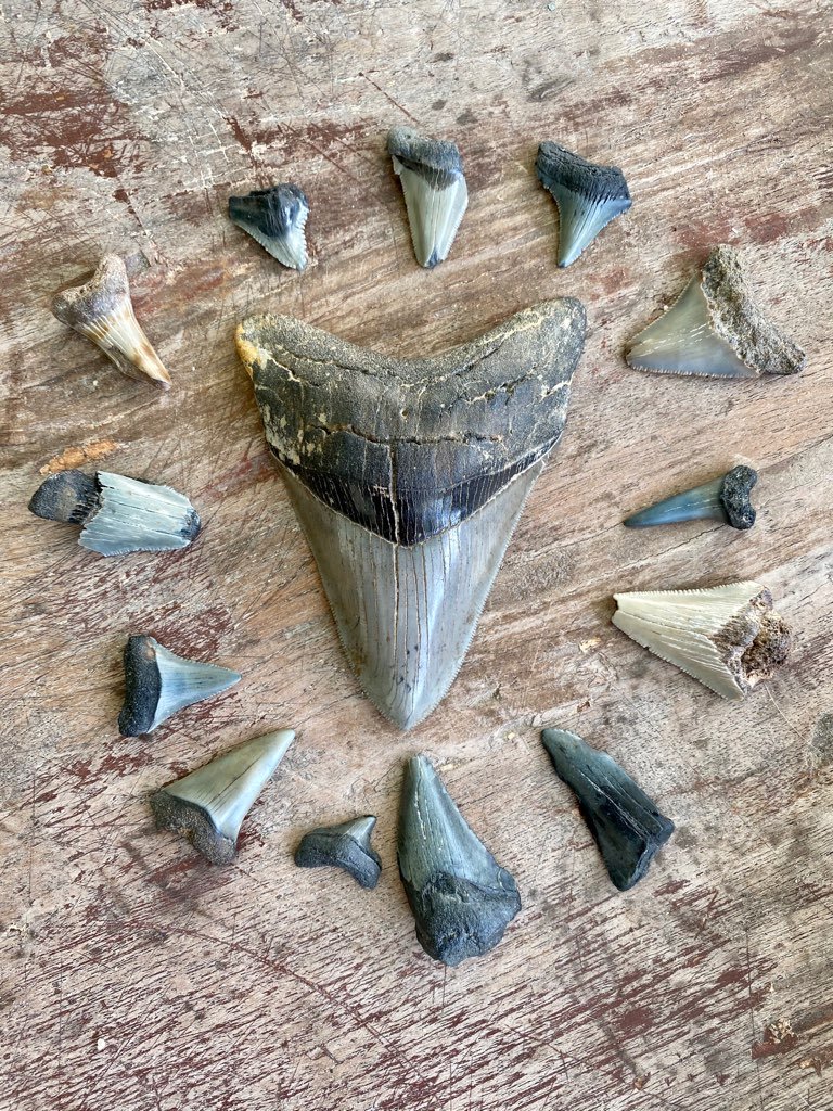An Expert's Guide to Finding Shark Teeth